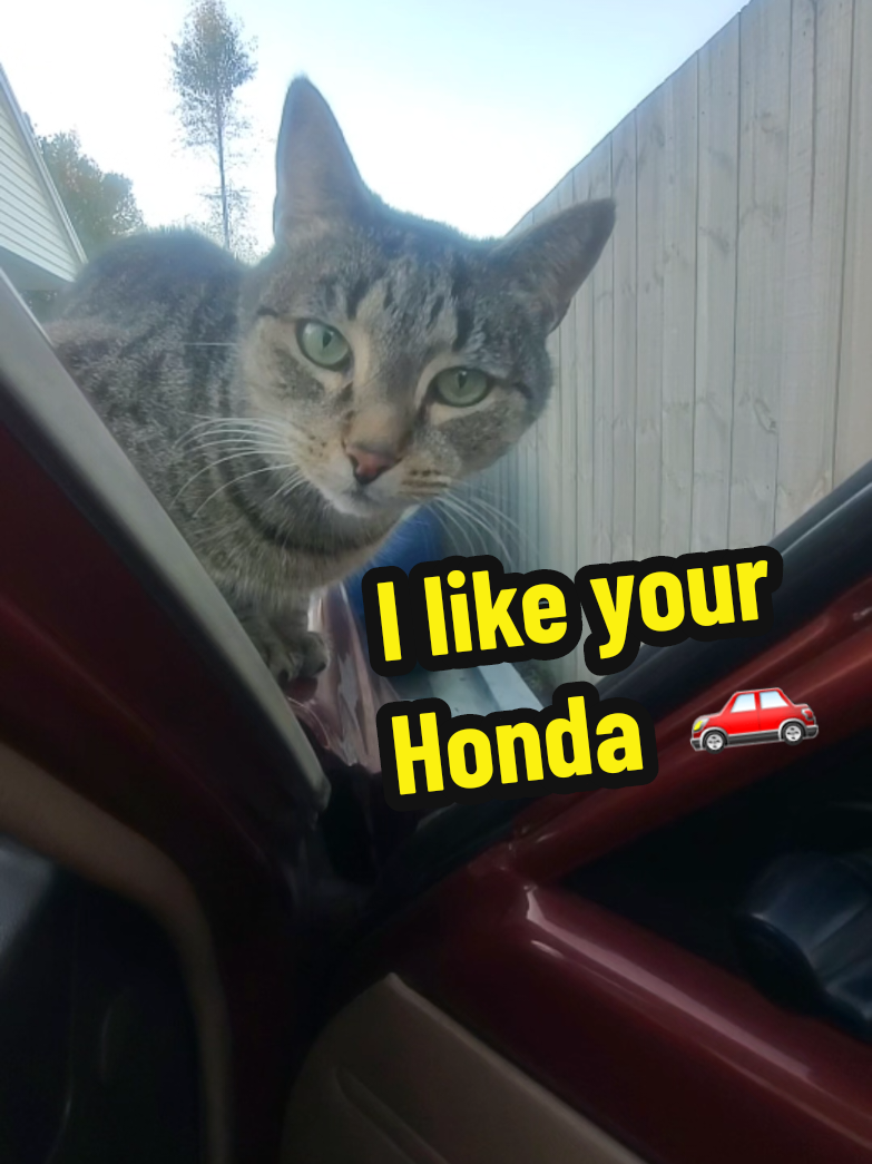 @KiwiClassicMotors