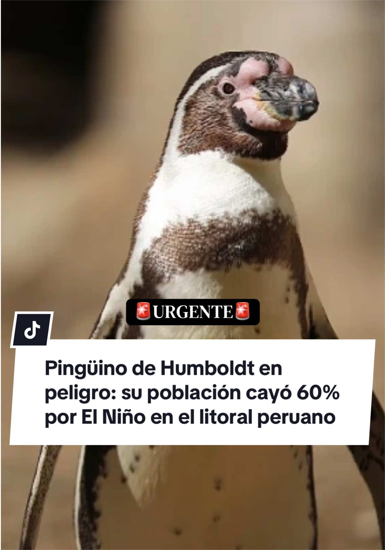 @Diario El Comercio