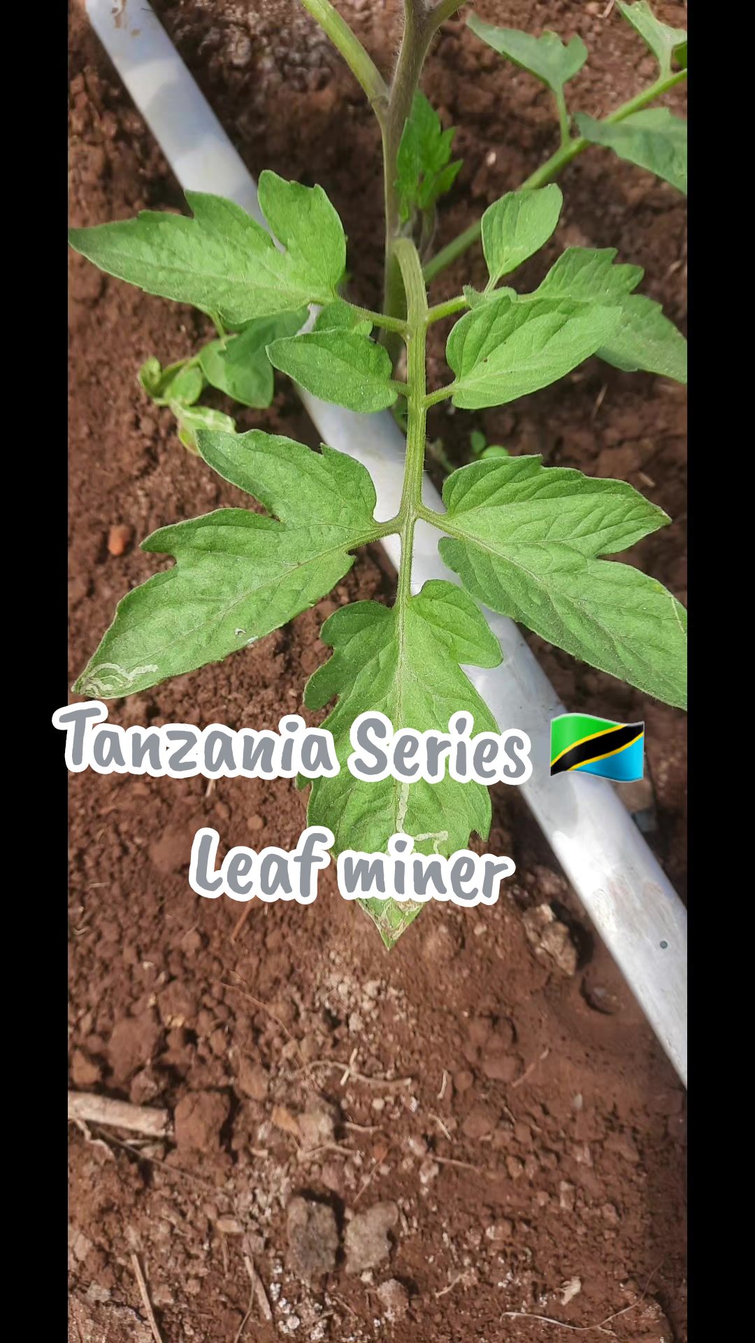 @Agri-Irrigation Africa Limited