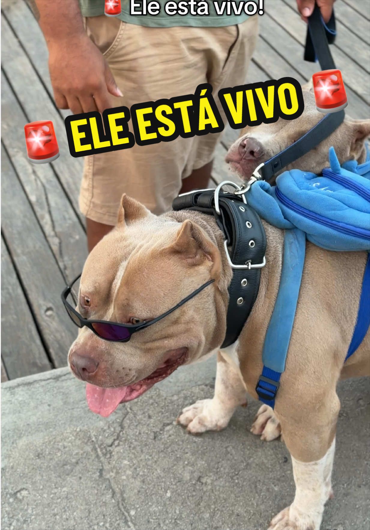 @Fam&iacute;lia Ragnar 🐶