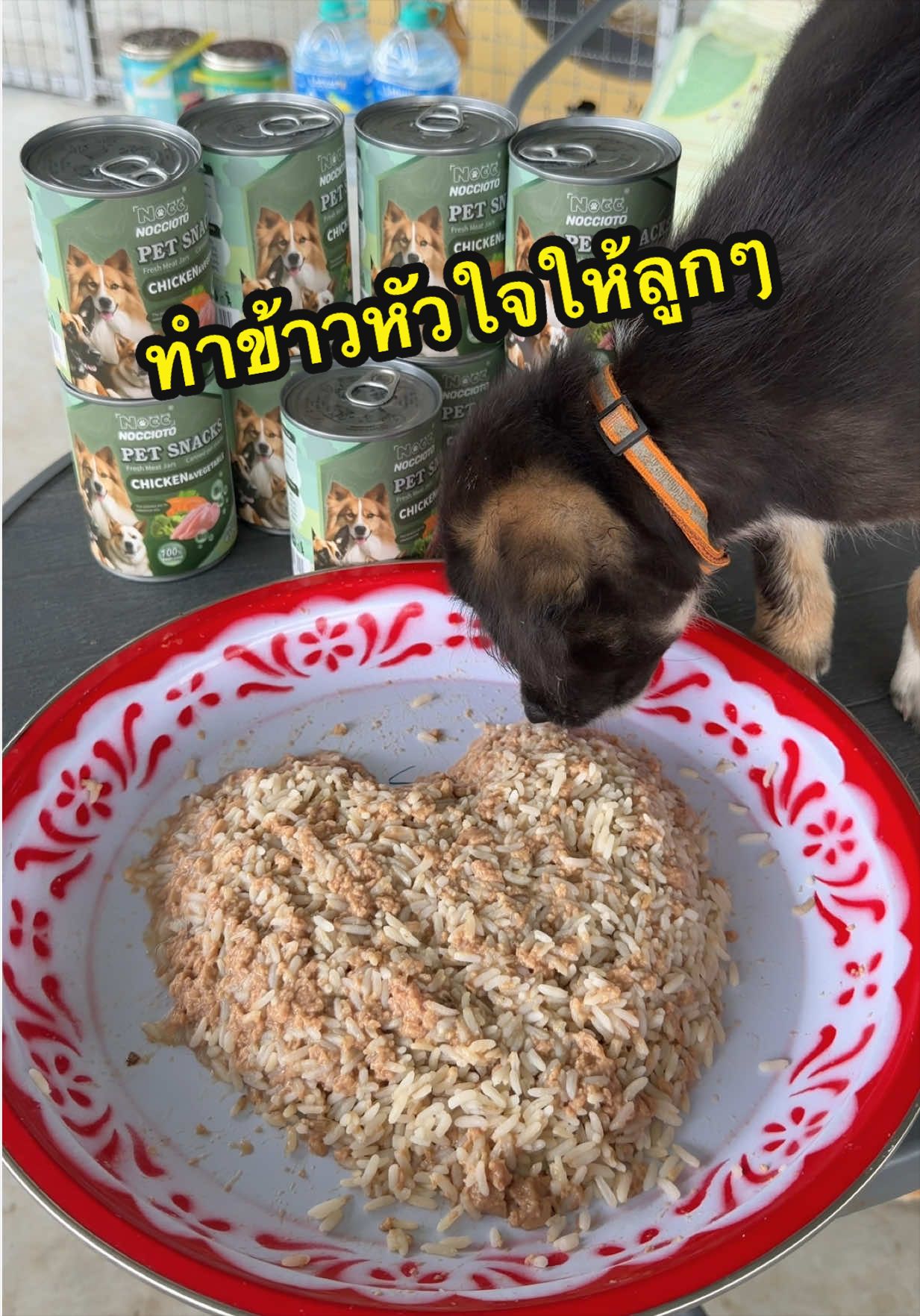 @เอ๋เอ๋รักหมาแมวจร