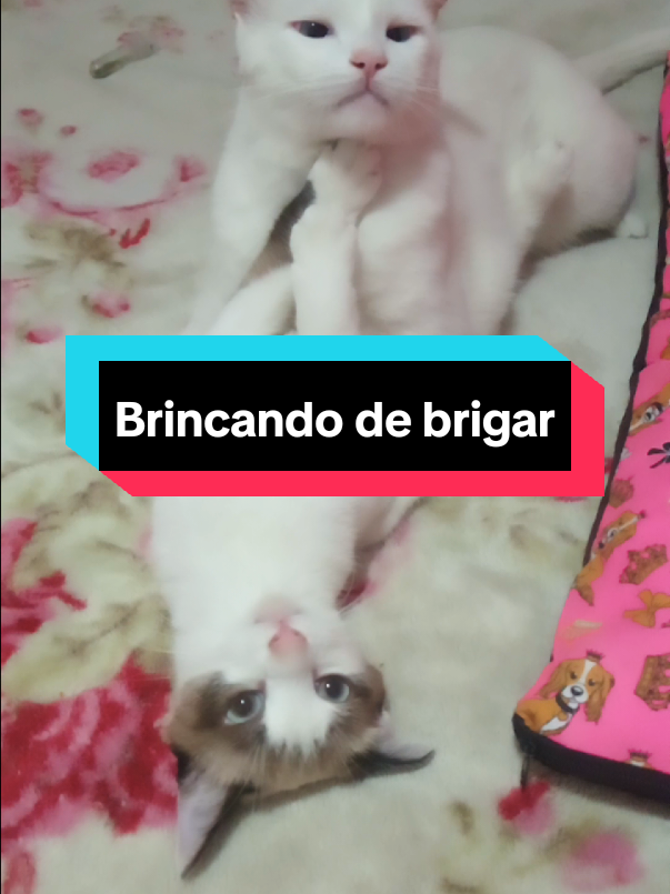 @Mary Moon