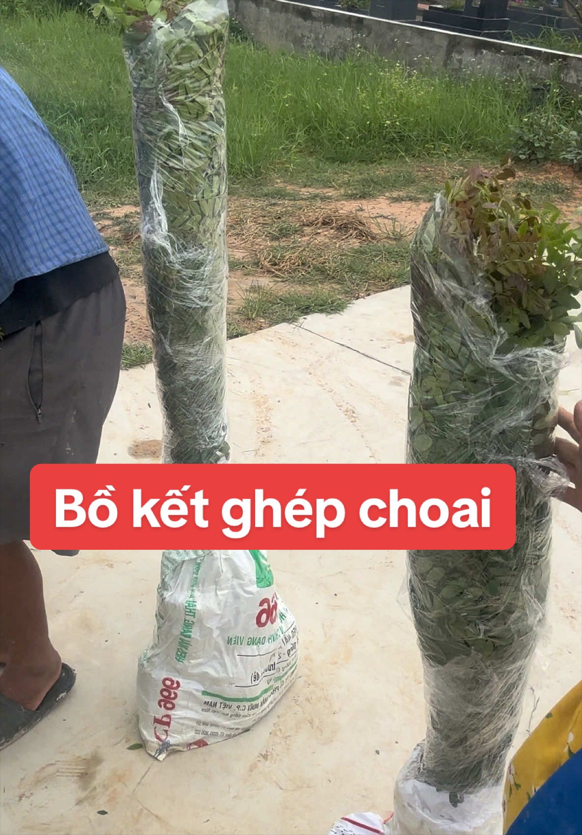 @Nh&agrave; Vườn Vũ Mai