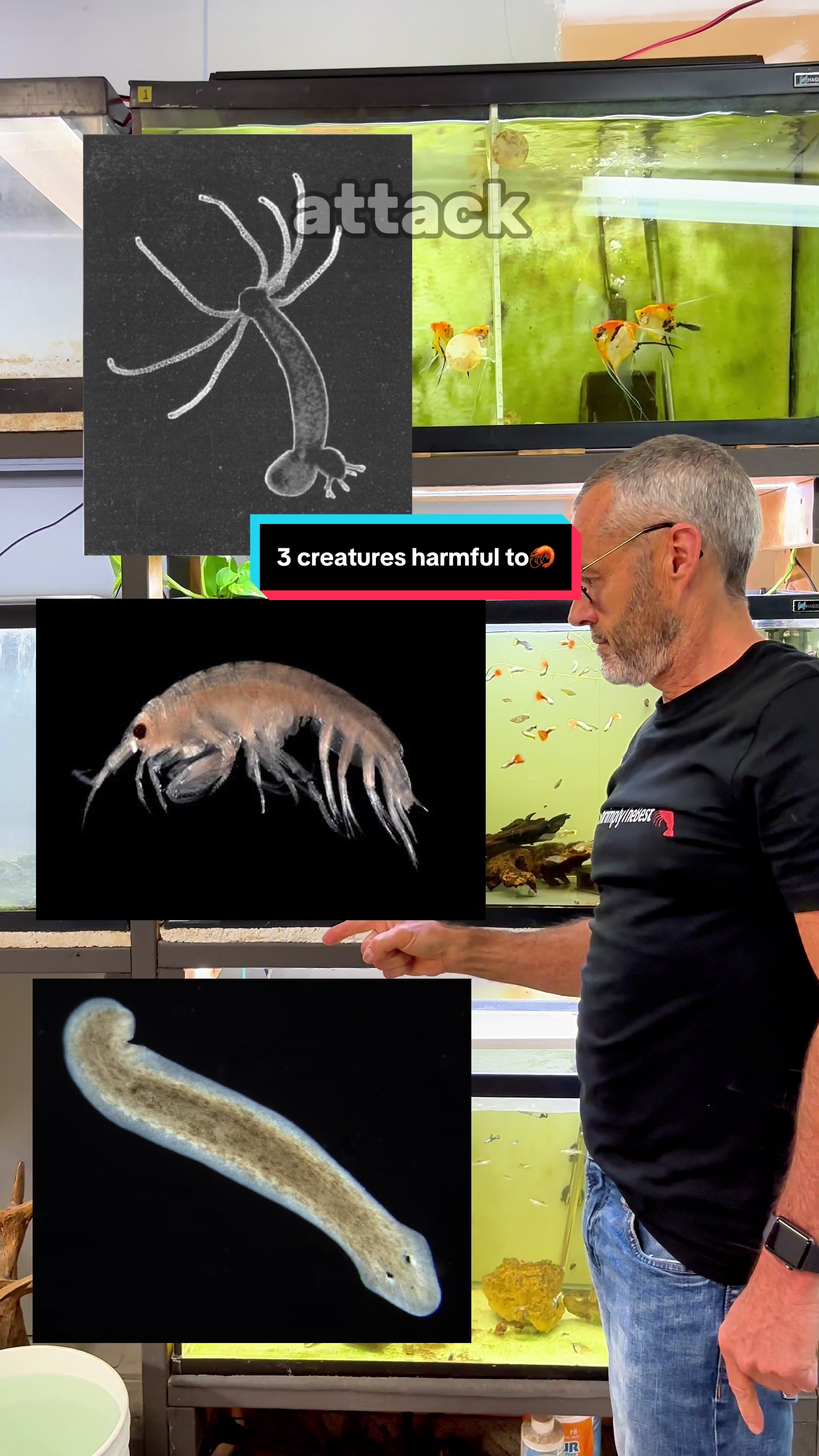 @ShrimplyTheBest