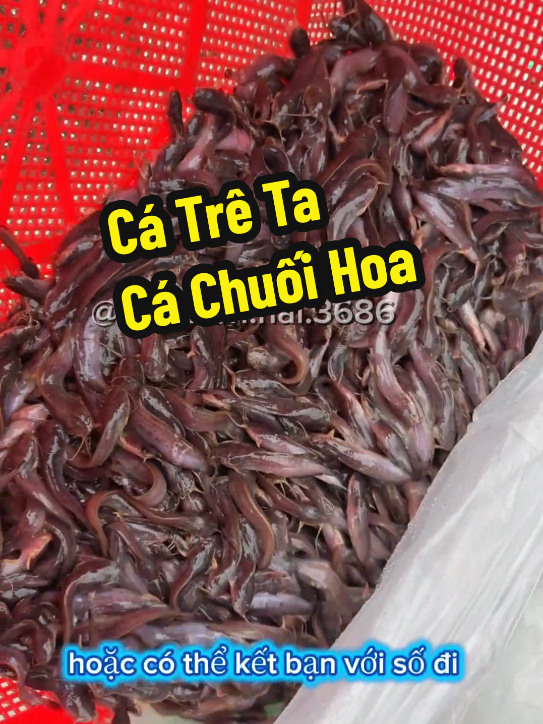 @Cá Chuối Hoa