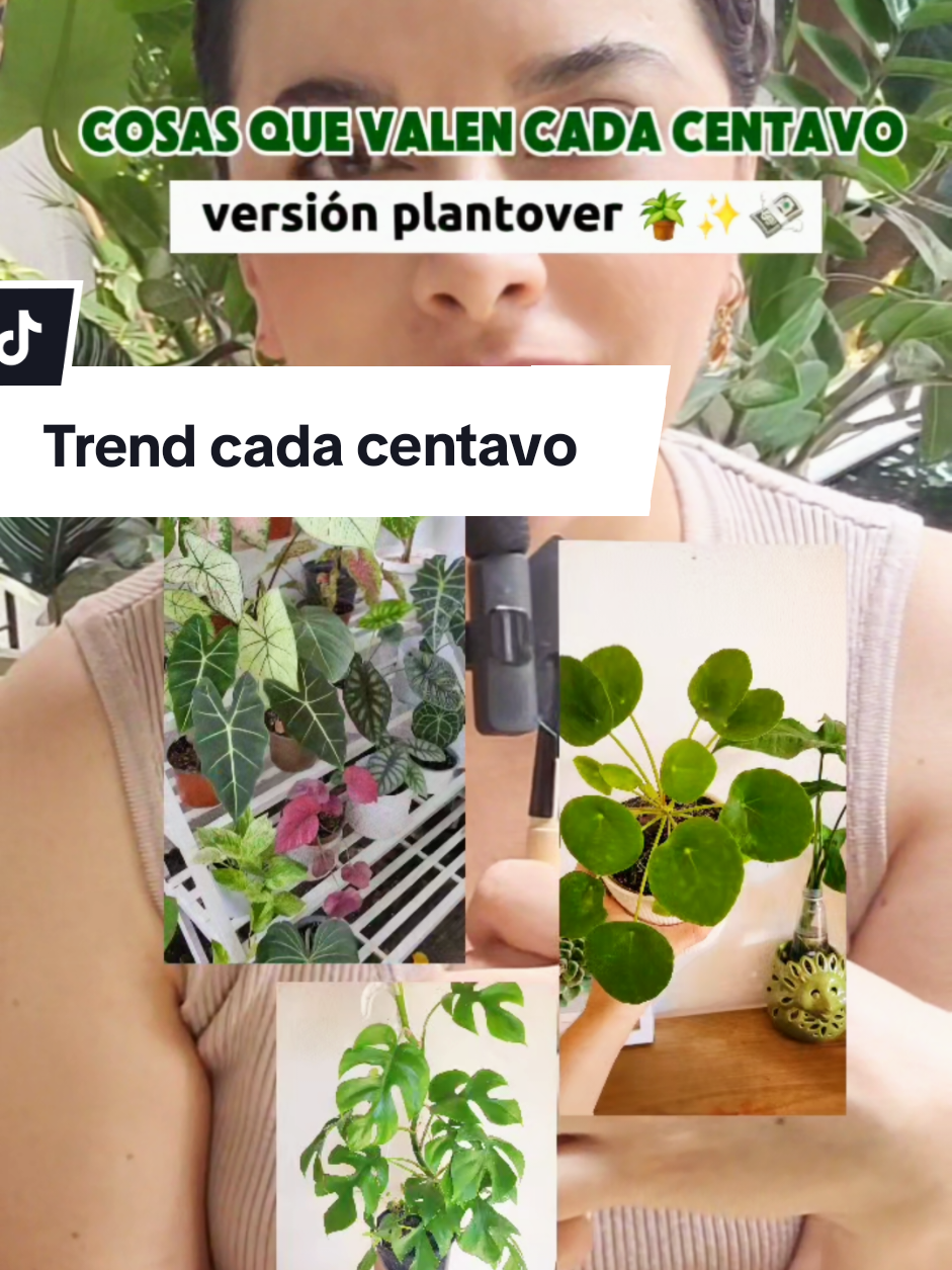 @Plantología🌿