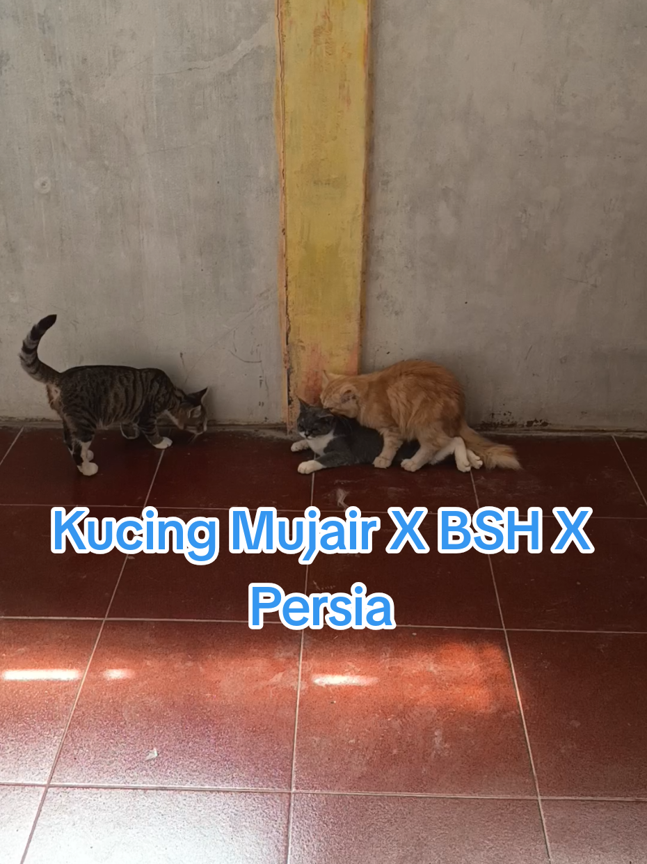 @Medayo Petcare