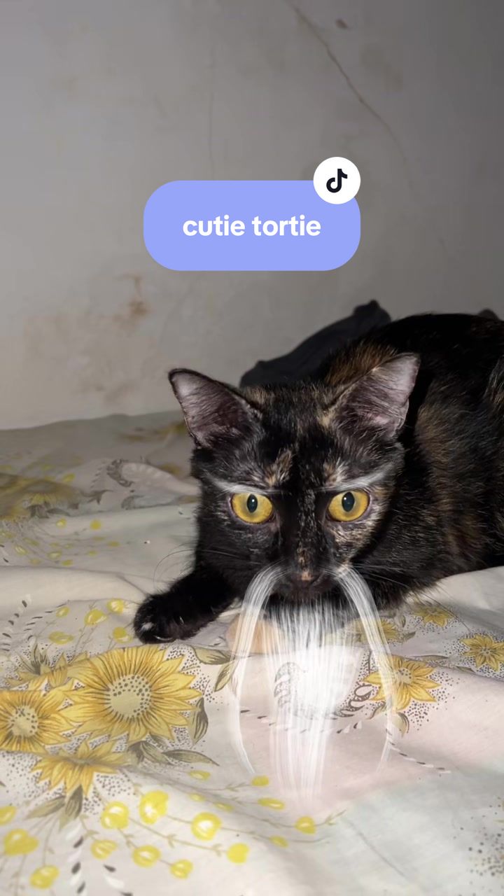 @17meows
