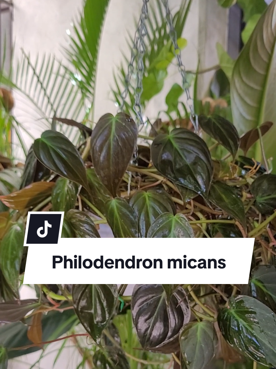 @Plantología🌿