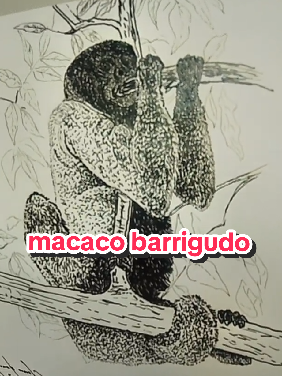 @Afonso Henrique