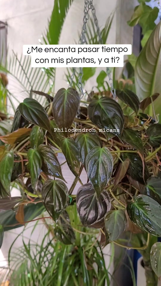 @Plantología🌿
