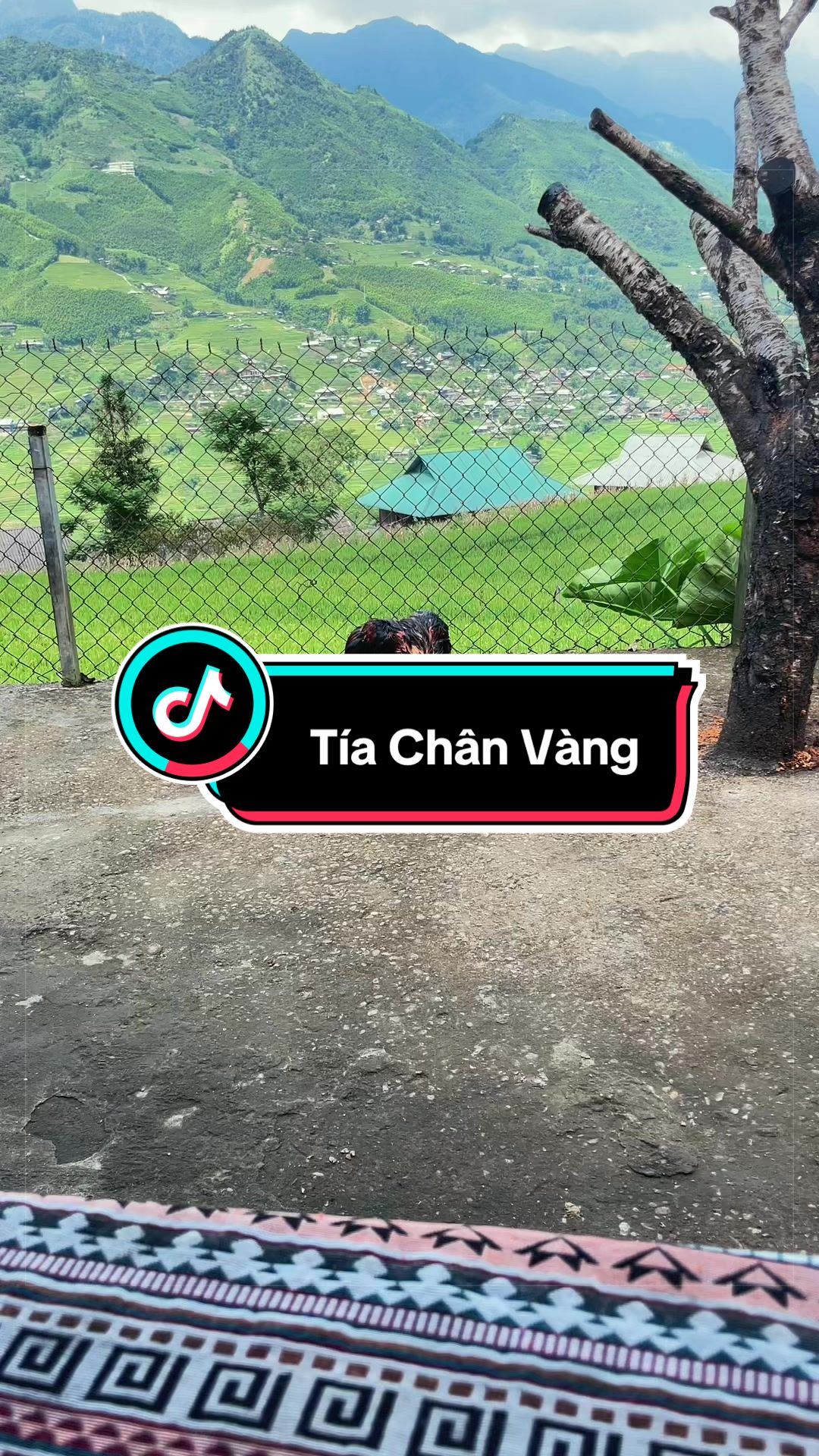 @Sinh gà Cỏ