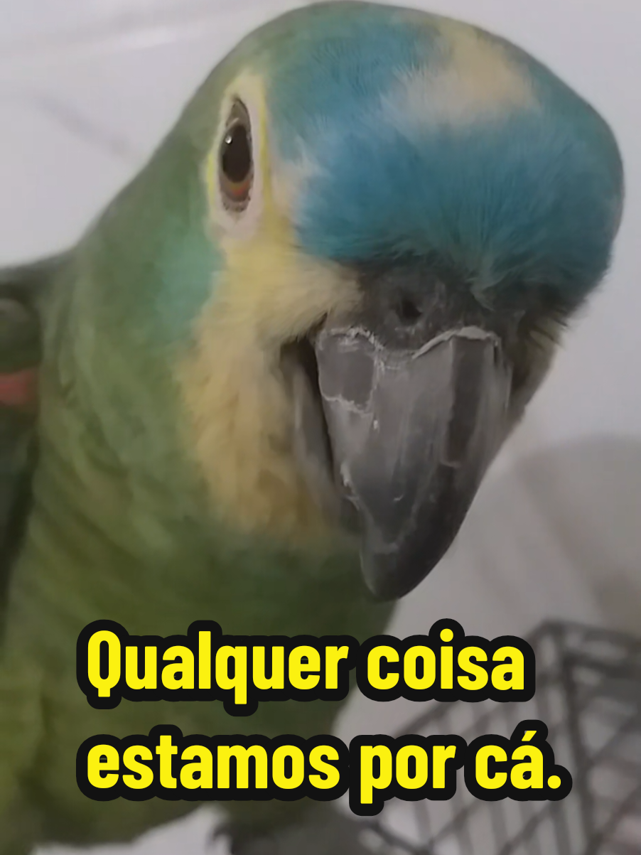 @Papagaio Chico🌽🦜