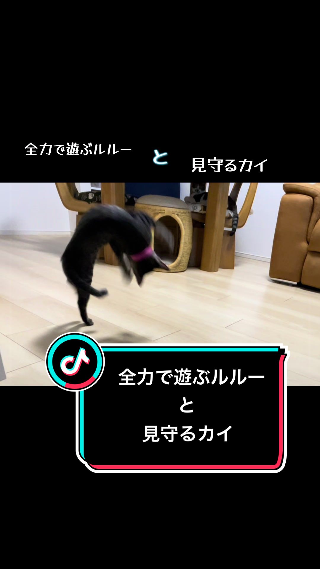 @ねこまみれ