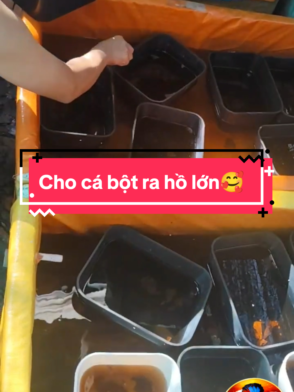 @Nhi Nguyễn Betta