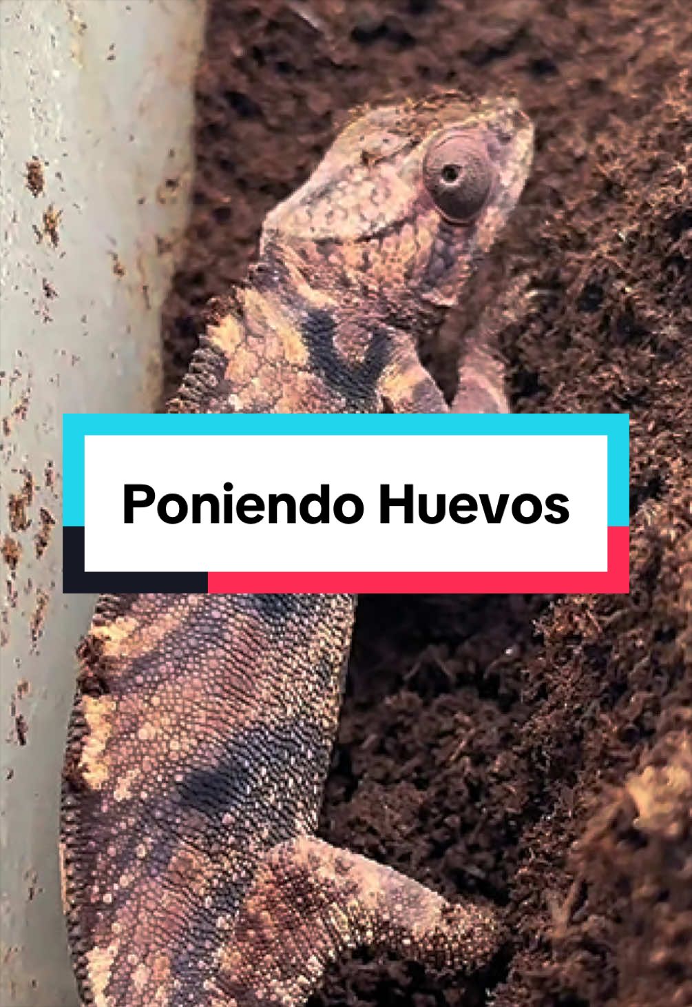 @ReptilMania