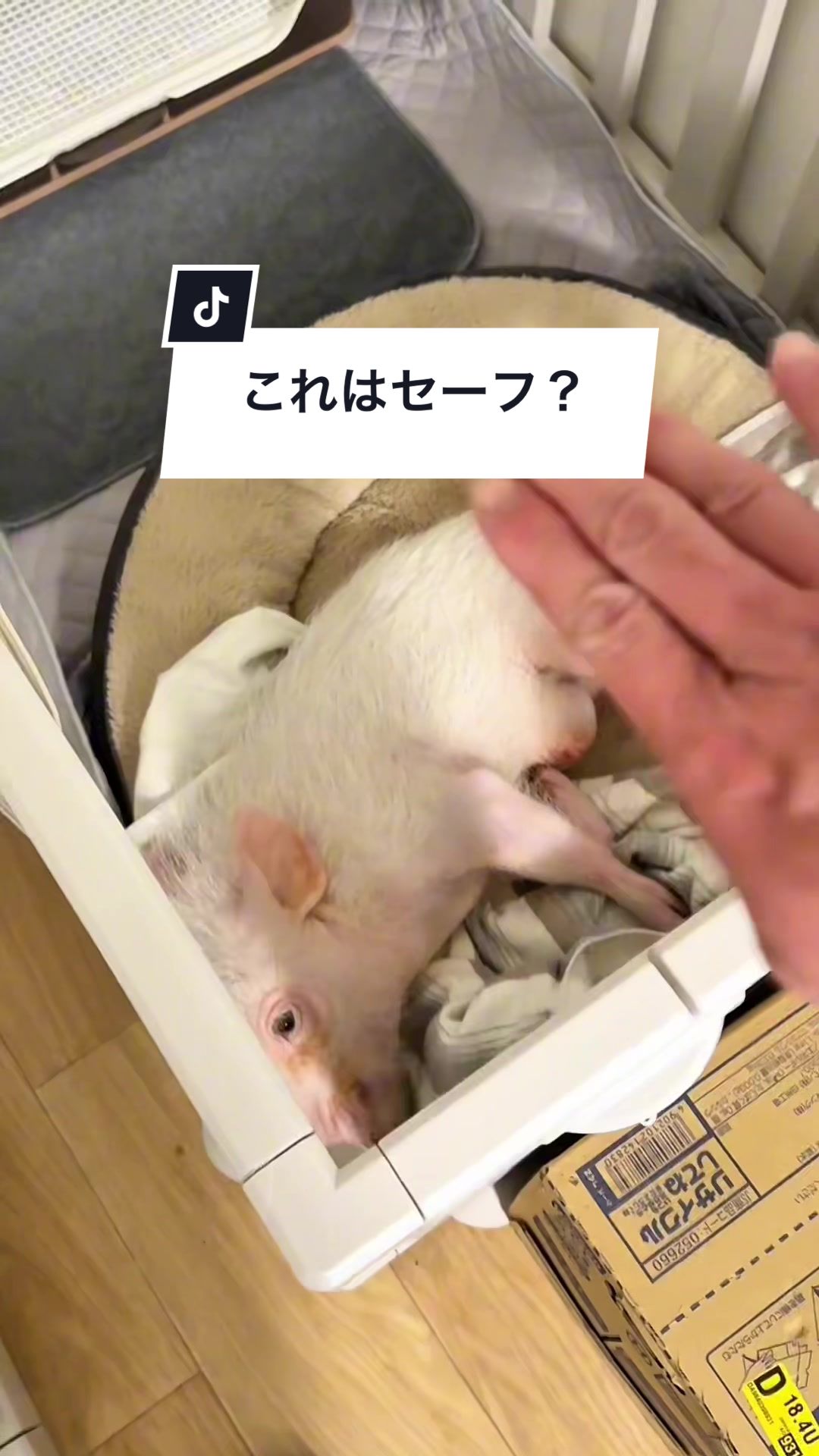 @めんべぇ家🐽💢