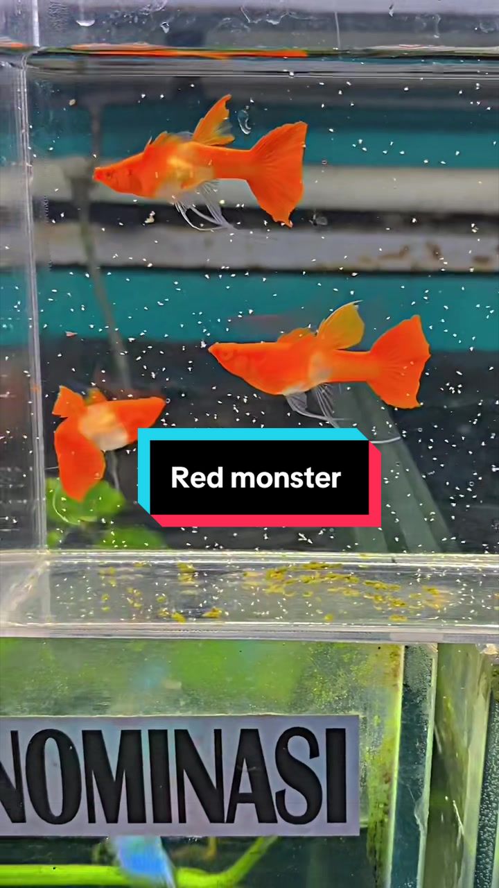 @Astra D'guppy