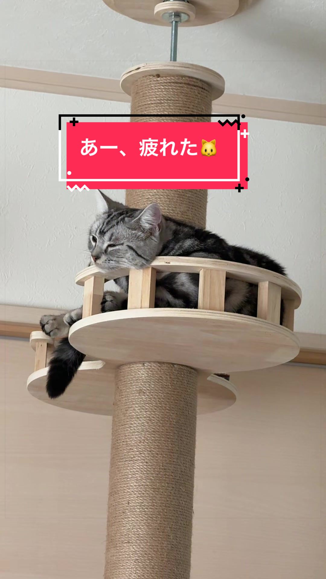 @パンダコンダ