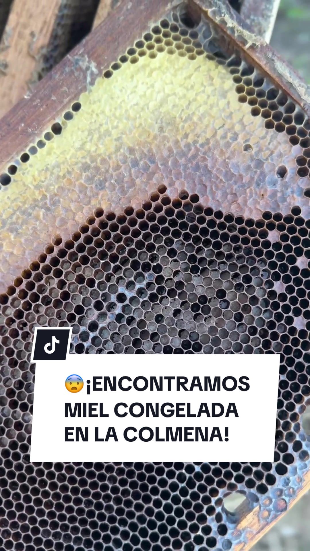 @apicola.donjuan