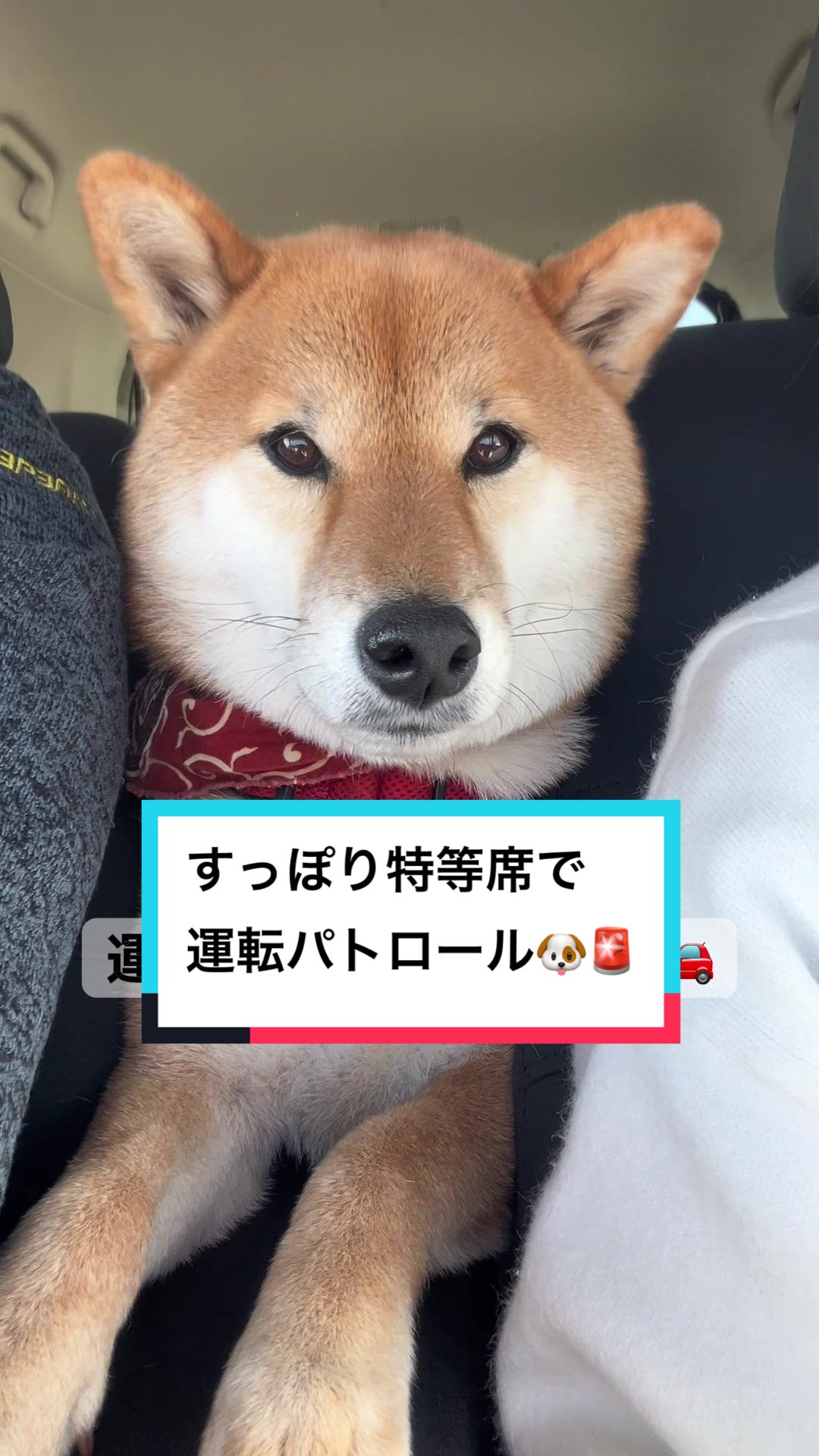@柴犬はな🐾
