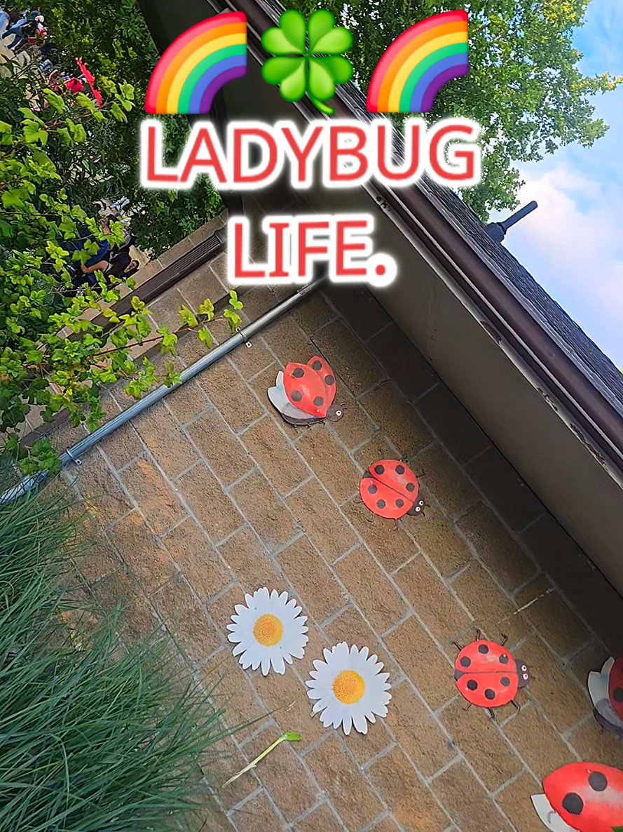 @šš¶LadyšBugsš¶š