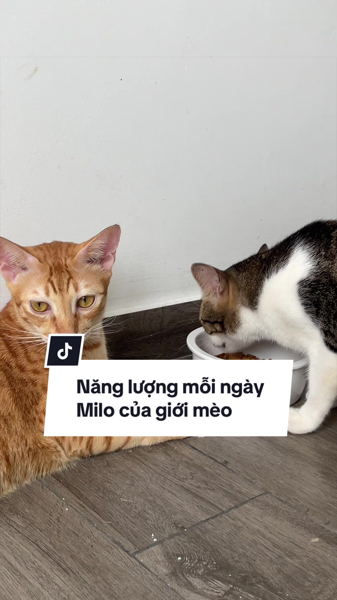 @Sếp Tôi Là Một Con Mè