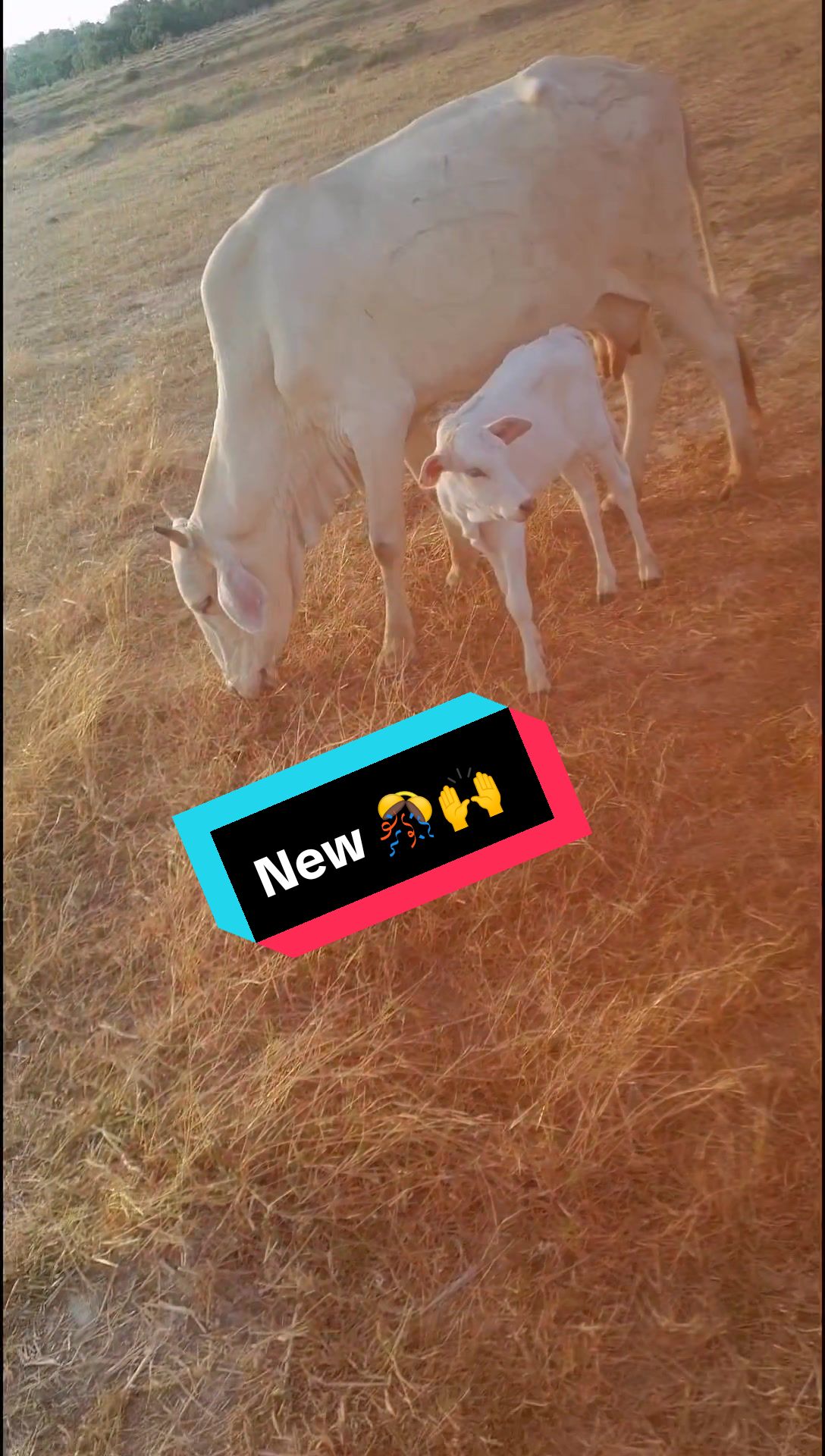 @&Aring;kků_&Ccedil;řůśh🌈🌴🇦🇺🌴
