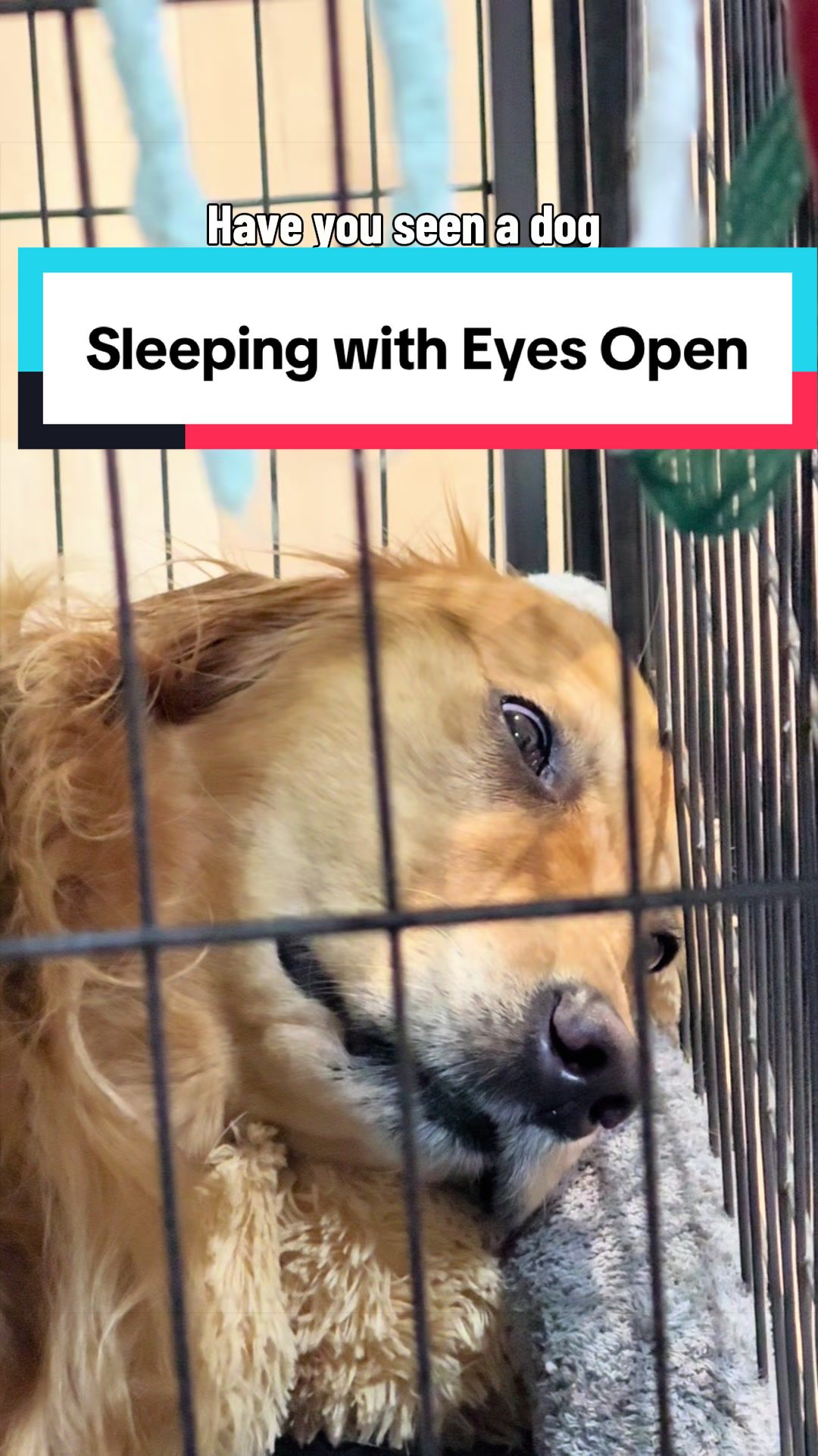 @3goldenretriever