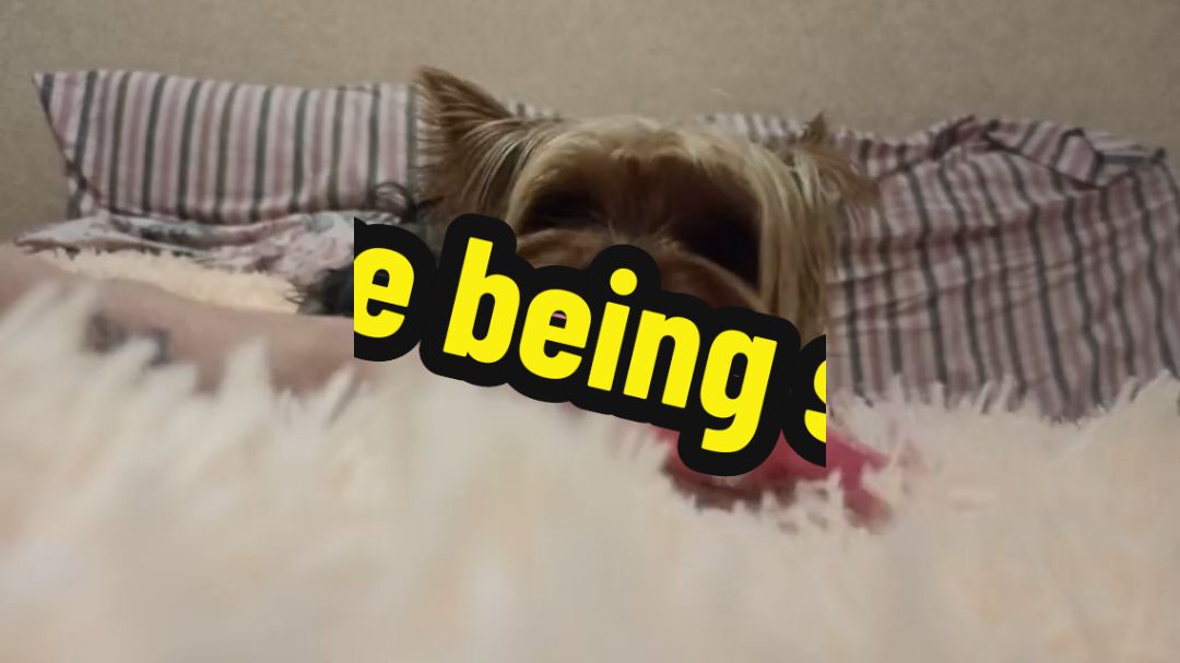 @🤟Веня Машаранский✌