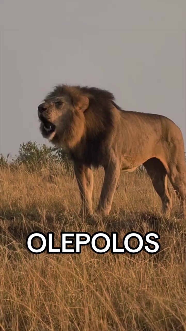 @𝓝 𝓪 𝓲 【Lion Expert】
