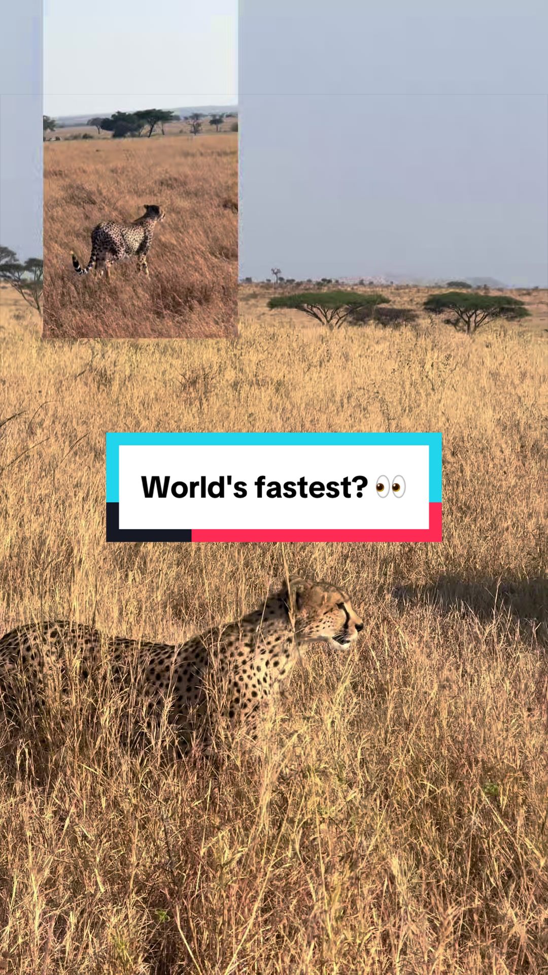 @Milana Tours and Safaris