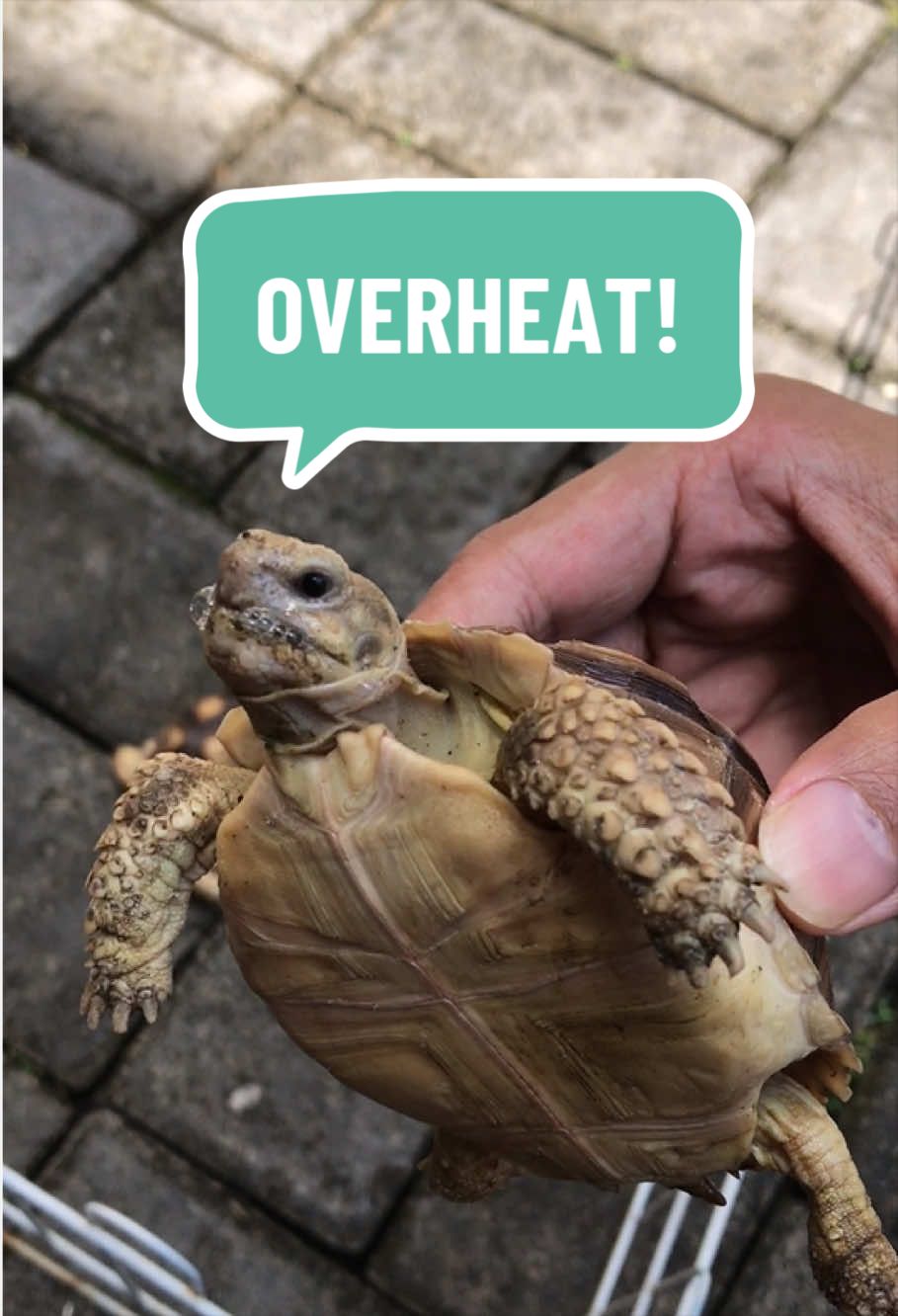 @MYtortojourney 🐢