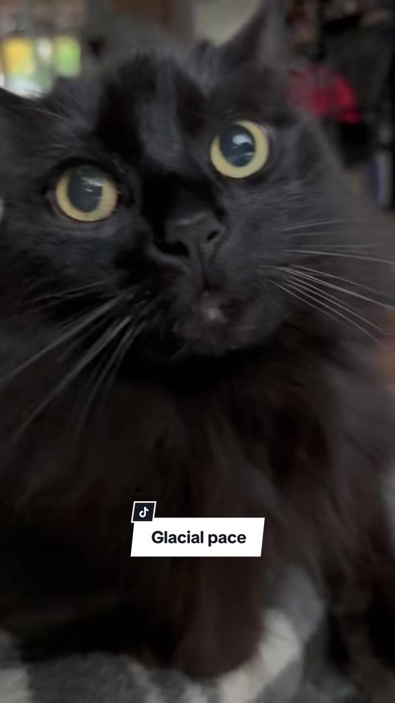 @Sir FluffyButt,the cat🇨🇦🇺🇦