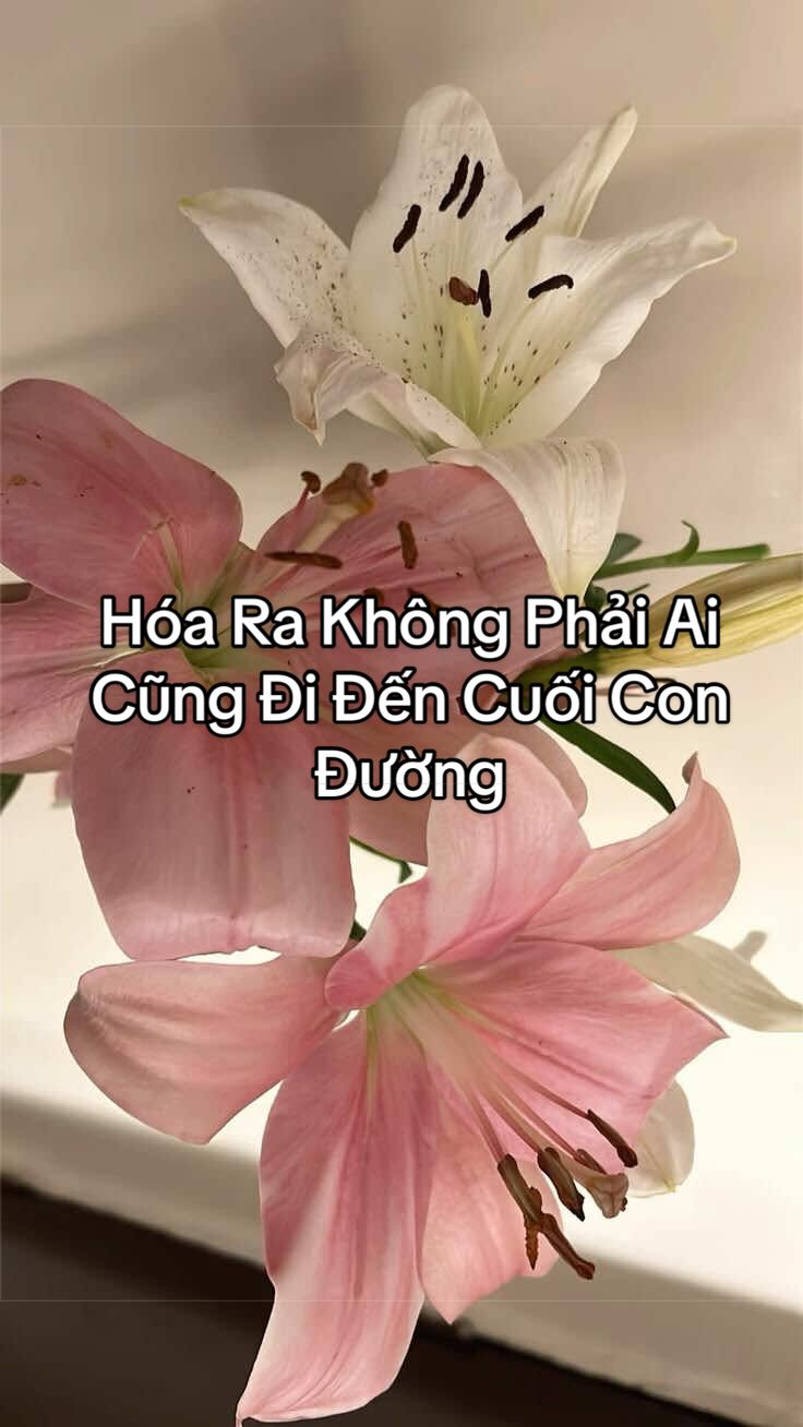 @Bạch Lang Audio🌷