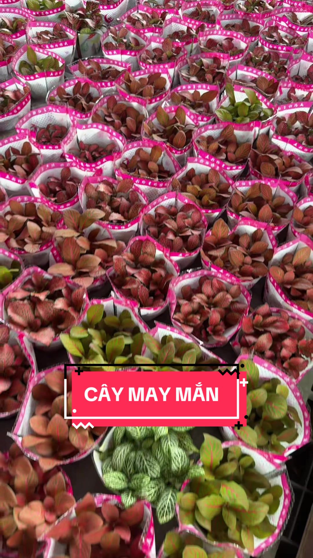 @Cây Xanh Phong Hồng