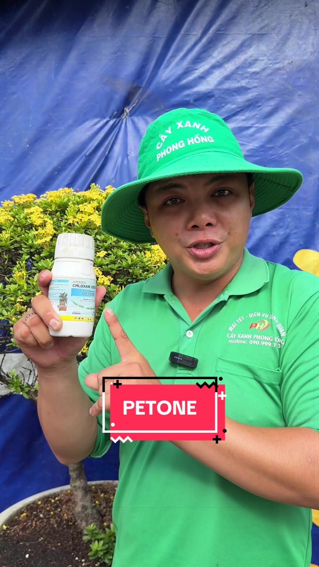 @C&acirc;y Xanh Phong Hồng