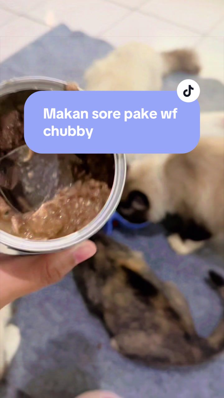 @Nita dan para kucing🐾