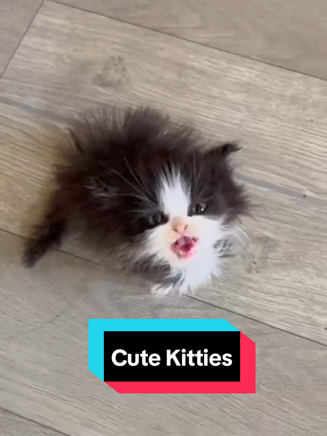 @MeowMagic