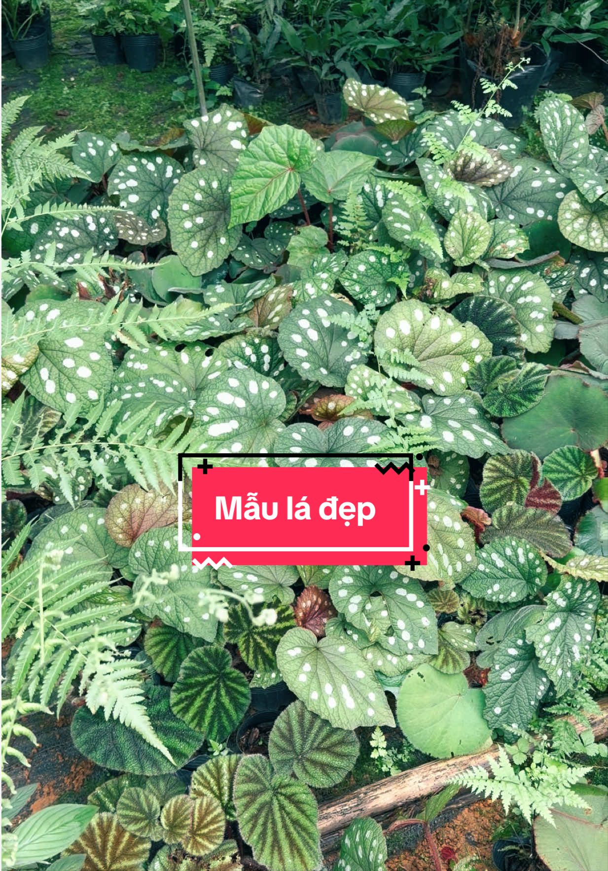 @@M&Ecirc; C&Acirc;Y88