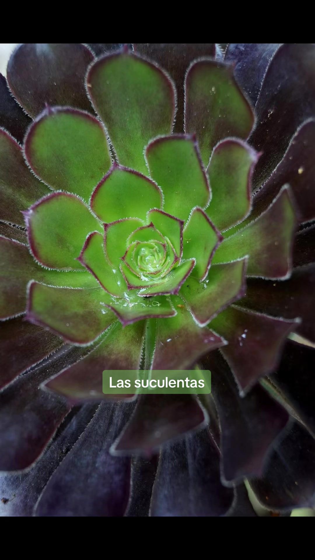 @El Rey León