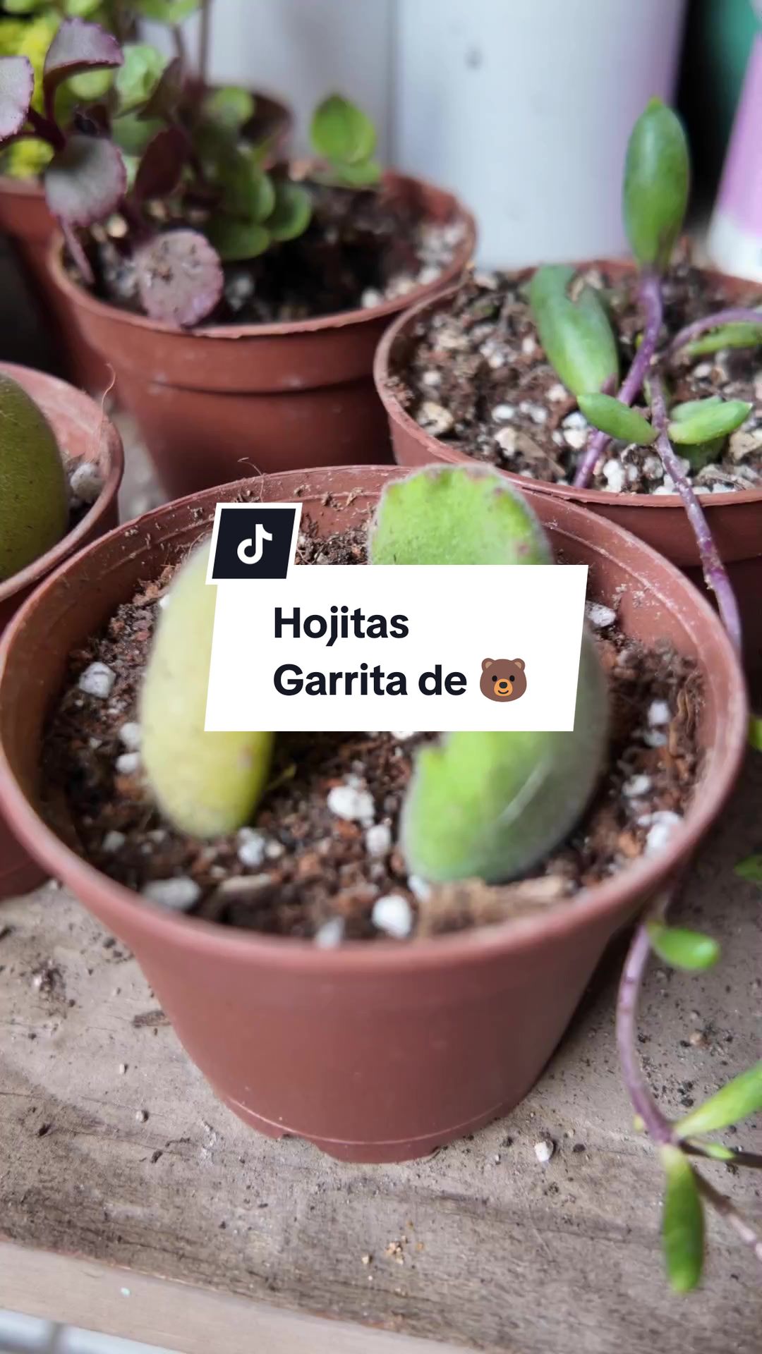 @Molicetas