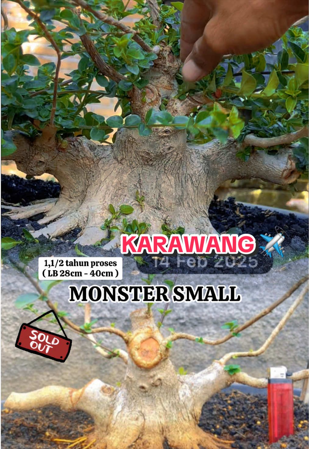 @warbonsai_purwodadi