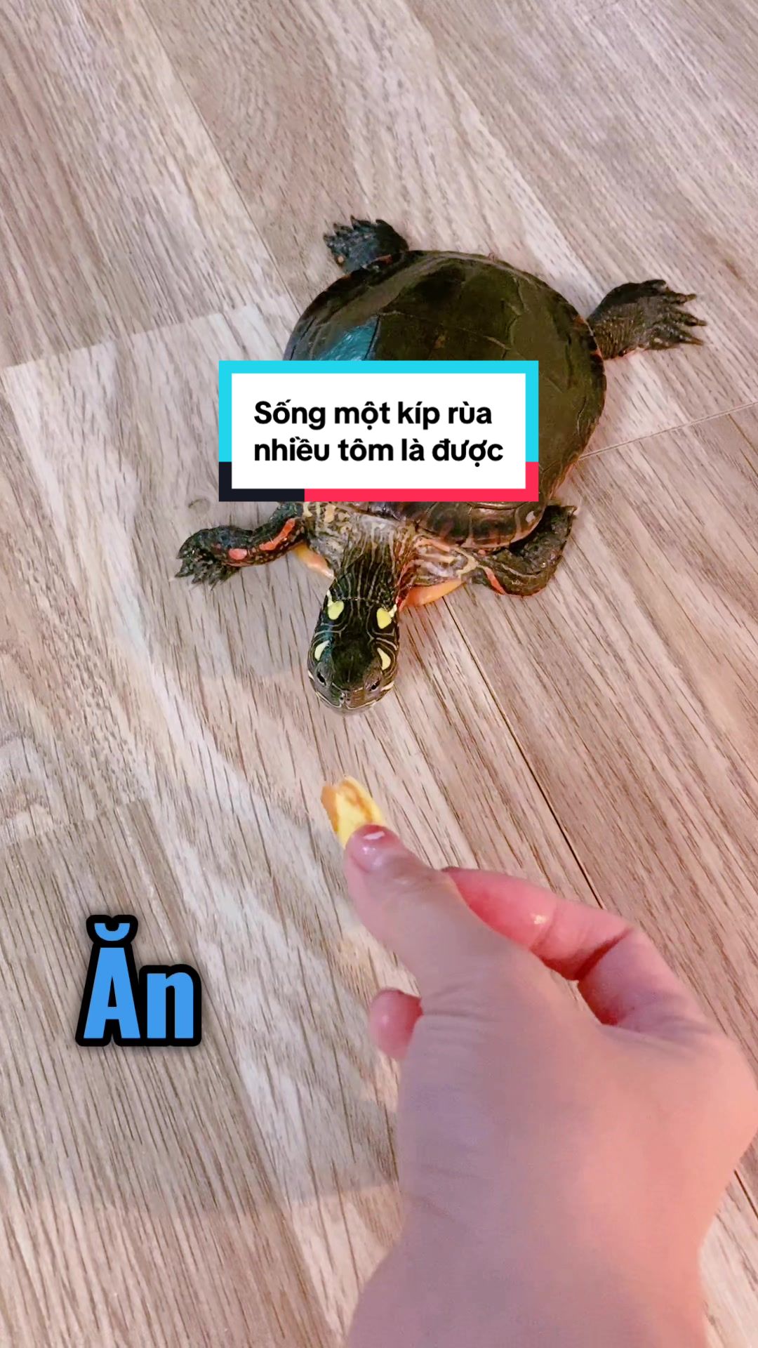 @Nhà có rùa và chó