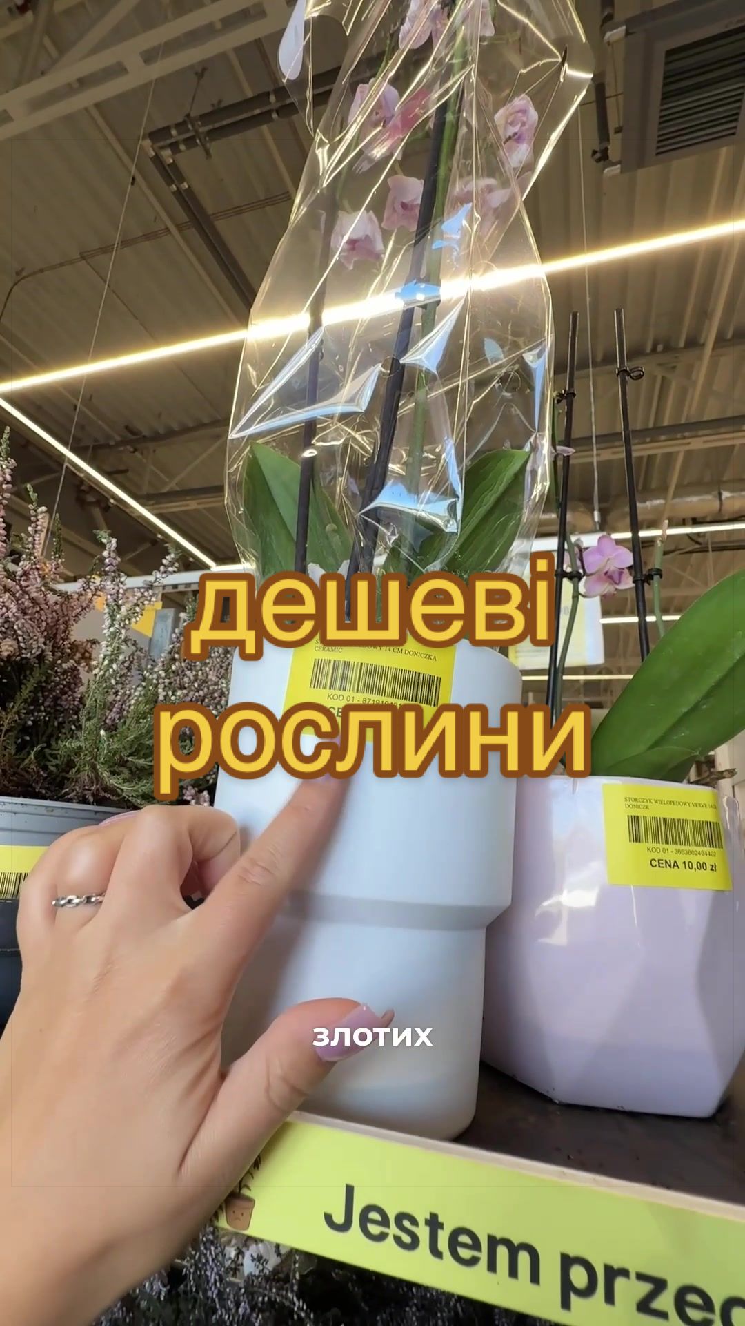 @🧚леся🧚