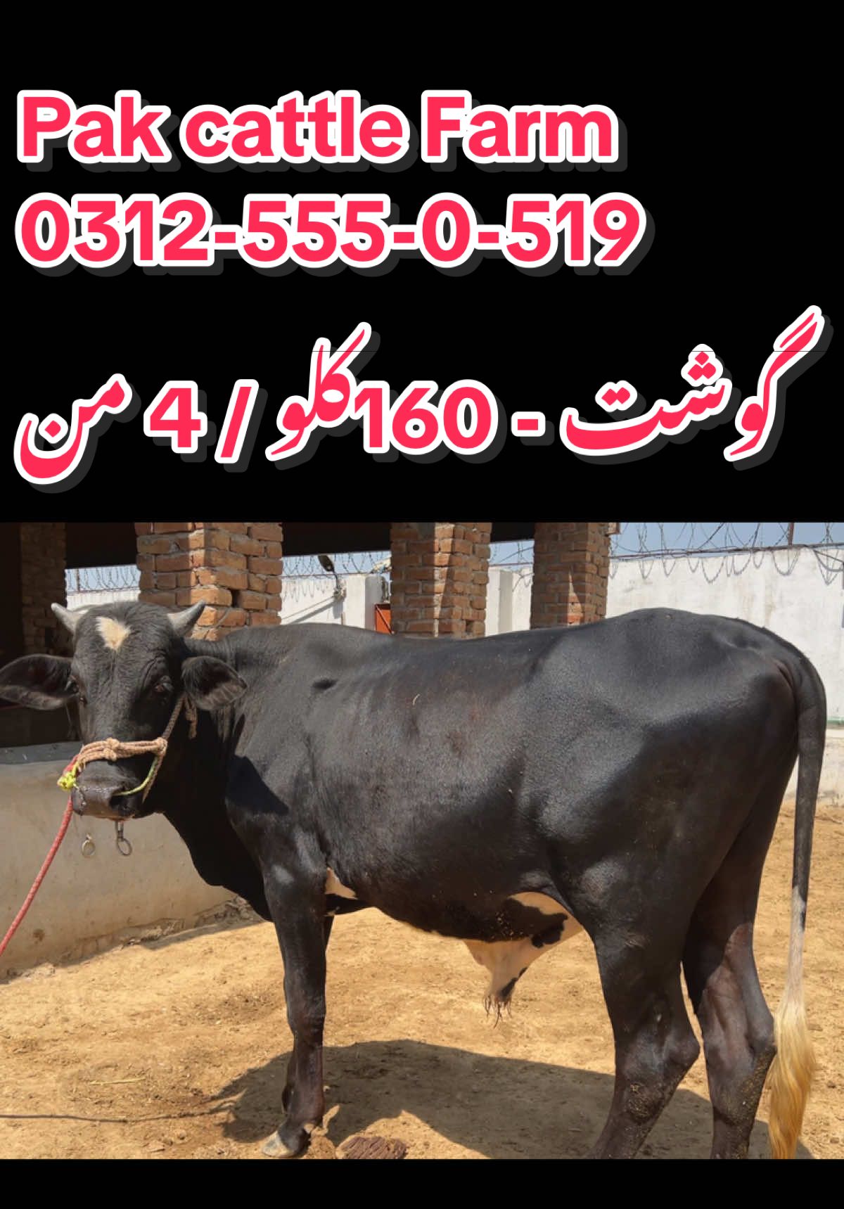@Junaid Alam Butt