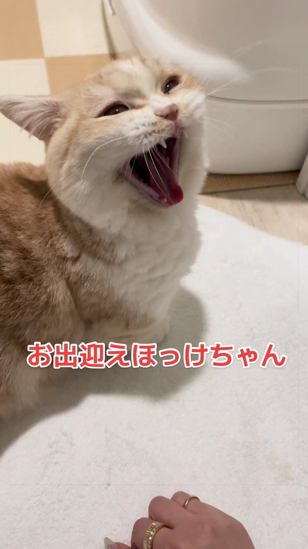 @ใปใฃใ๐๐