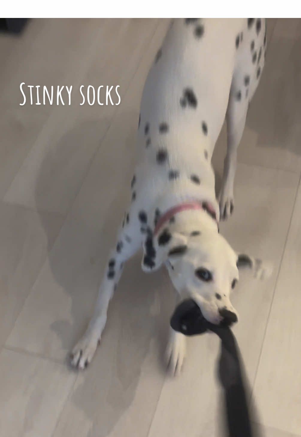 @Nevada the Dalmatian