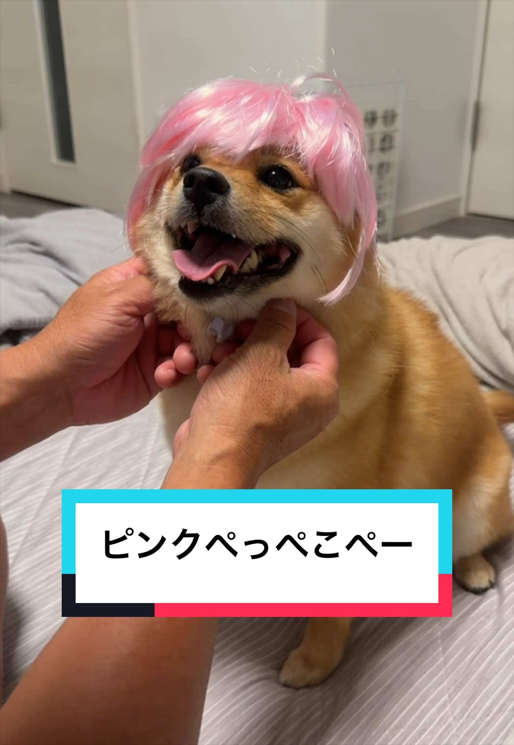 @🐶とん&ぺっぺこぺー🦊