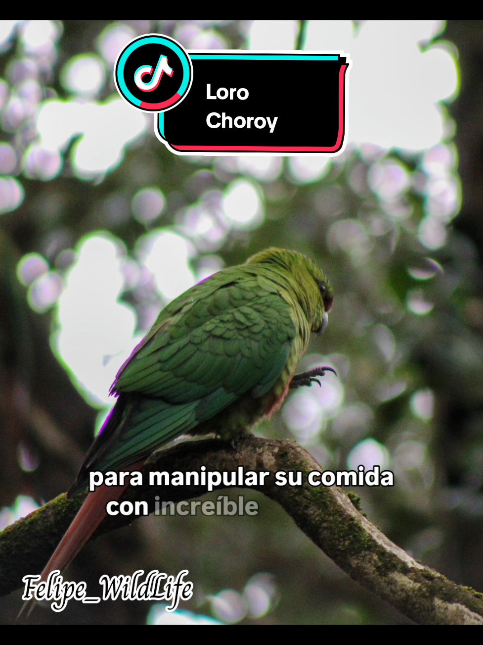 @Felipe_WildLife